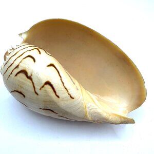 Crowned Baler Shell (Melo aethiopus) Vintage
